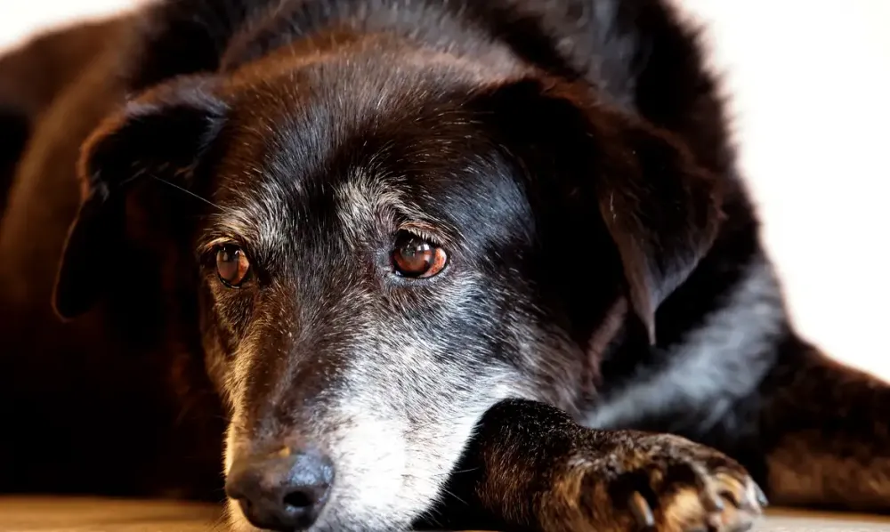 Justiça de São Paulo condenou comerciante por maus-tratos a cães mantidos em condições degradantes (Foto - Paulo Pinto Agência Brasil)