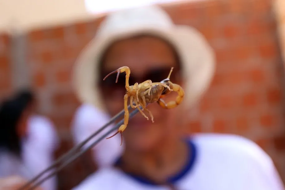 Secretaria de Saúde realiza Blitz Educativa de Prevenção e Controle ao Escorpionismo nesta quinta-feira em Três Lagoas