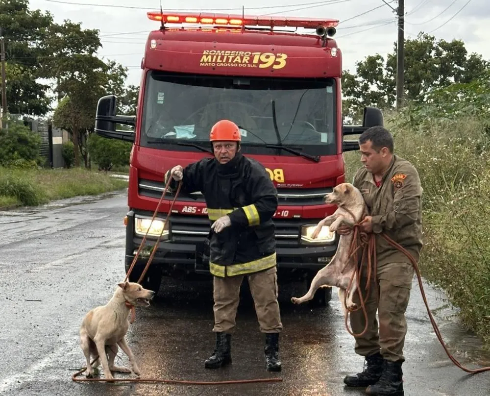 Bombeiros resgatam dois cães que caíram em poço de aproximadamente 5 metros de profundidade em Três Lagoas (Foto: Divulgação / Corpo de Bombeiros)