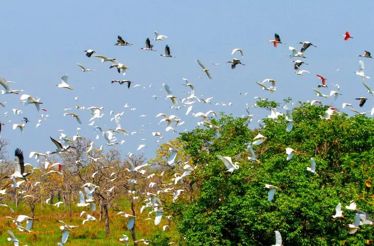 Campo Grande receberá conferência internacional COP15 sobre conservação da biodiversidade (Foto: Saul Schramm / Secom-MS)