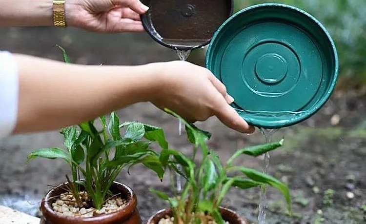 Prefeitura intensifica combate à dengue, chikungunya e zika durante período de chuvas em Três Lagoas