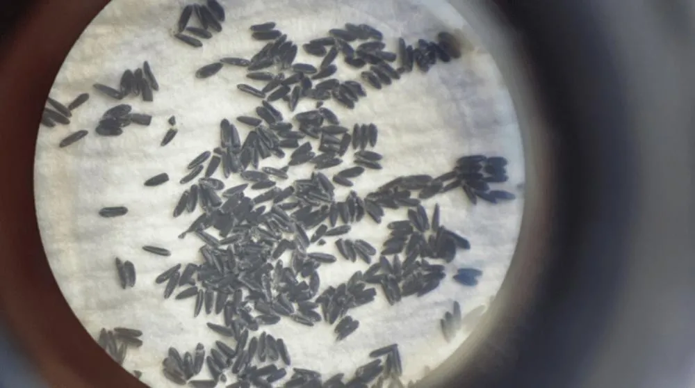 Ovos do mosquito Aedes aegypti podem sobreviver até 1 ano sem água aguardando condições para eclosão (Foto: divulgação / PMTL)