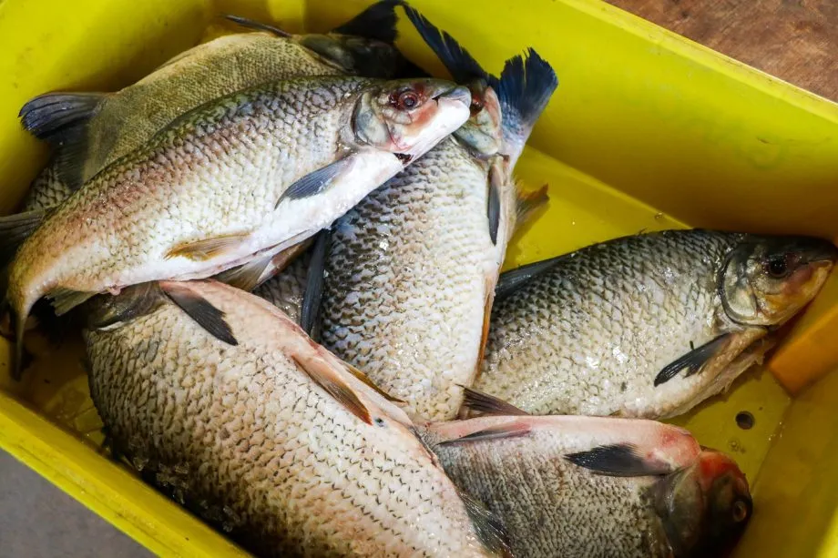 SEDECTI abre cadastro para comerciantes participarem da Feira do Peixe 2026 em Três Lagoas (Foto: divulgação / Prefeitura de Três Lagoas)