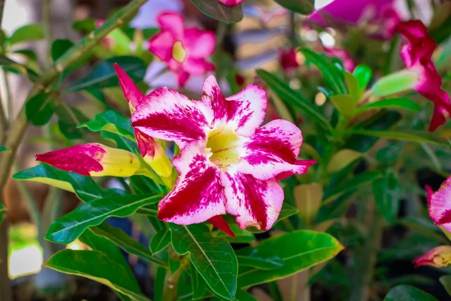 Feira de Orquídeas e Rosas do Deserto acontece nesta semana na Casa do Artesão