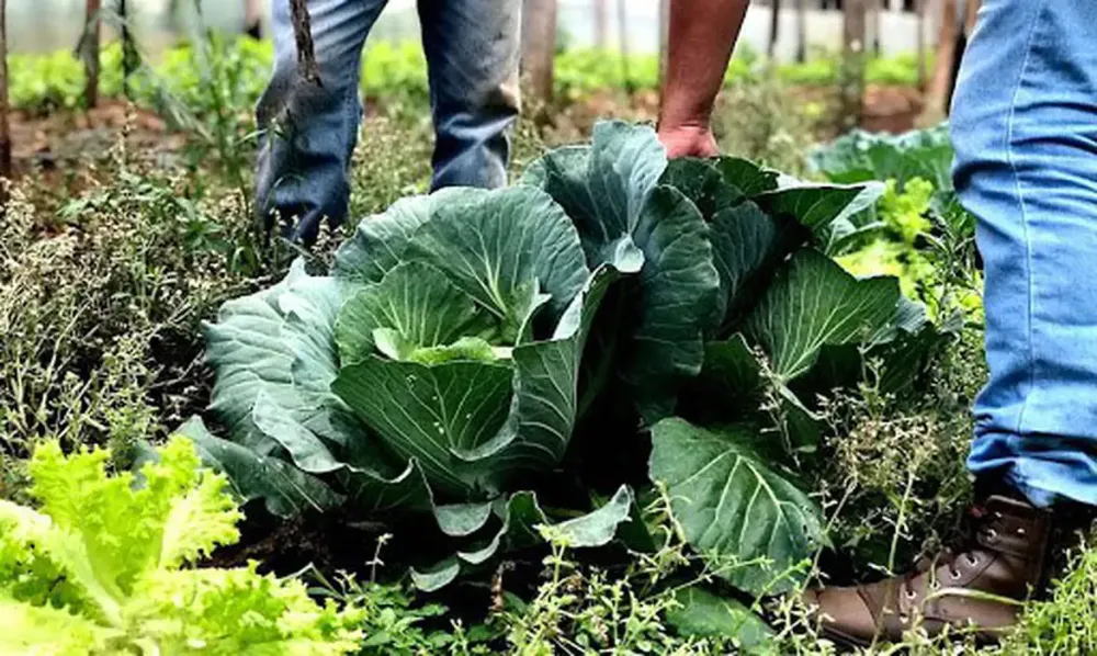 Municípios já podem manifestar interesse para executar o Programa de Aquisição de Alimentos em 2026 (Foto: Governo do Pará / Divulgação)