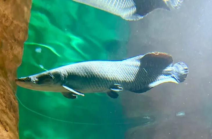 'Pirarucu Fujona' ganha novo lar no Bioparque Pantanal e reforça ações de educação ambiental