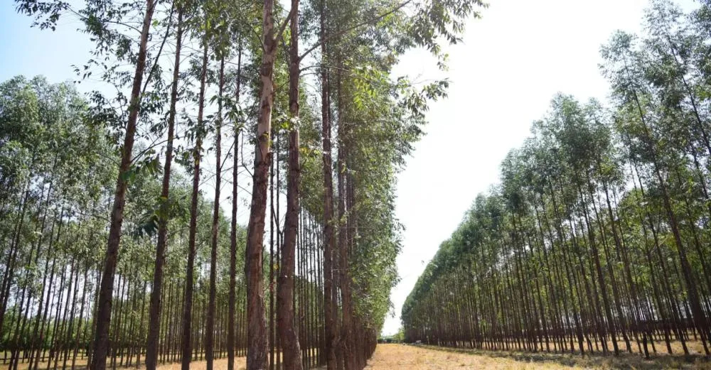 Exportações da cadeia da celulose movimentam US$ 3,6 bilhões no início de 2026, e reforçam força do Vale da Celulose