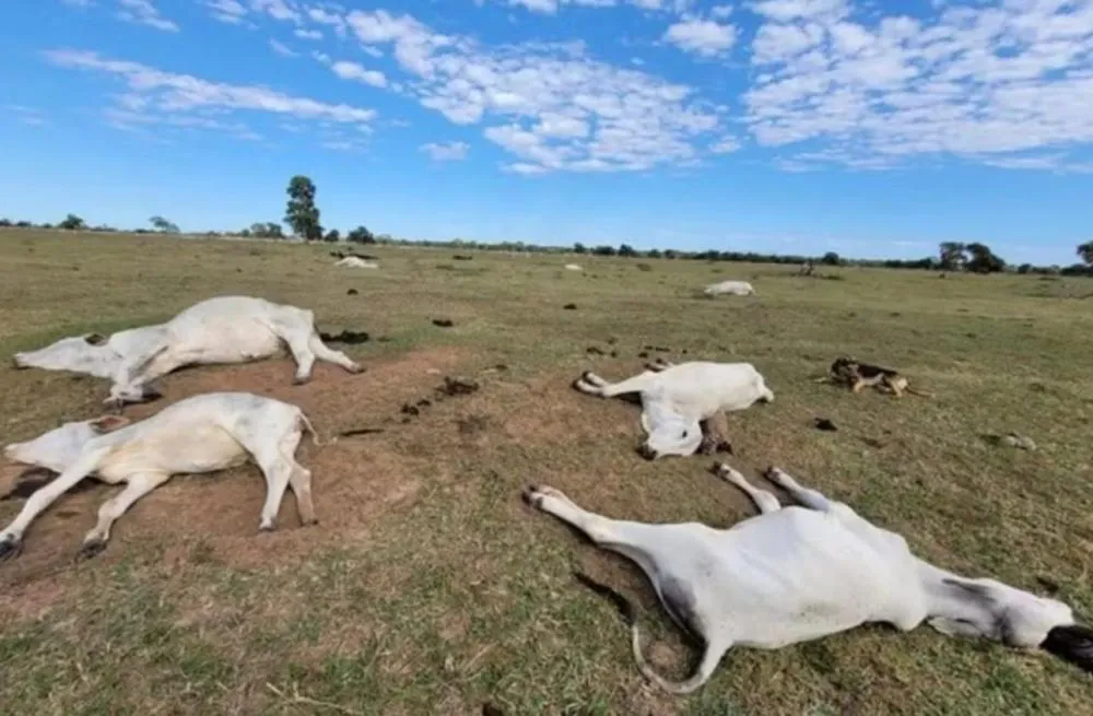 Frio de até 0°C coloca pecuaristas em alerta um mês após morte de 83 bovinos em Mato Grosso do Sul