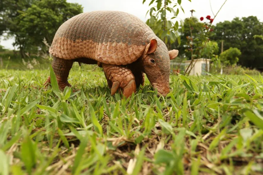 Prefeitura promove ação de conscientização ambiental em comemoração ao Dia do Tatu-Canastra