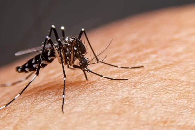 Chikungunya avança em MS, Estado chega a 9.961 casos confirmados