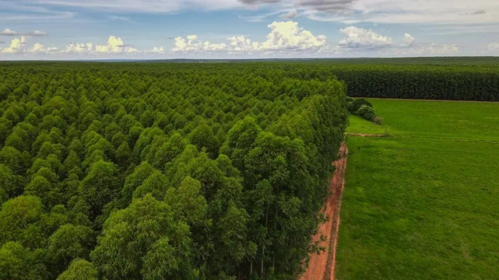 Eldorado Brasil abre processo seletivo para Operador de Colheita em Selvíria e Ilha Solteira
