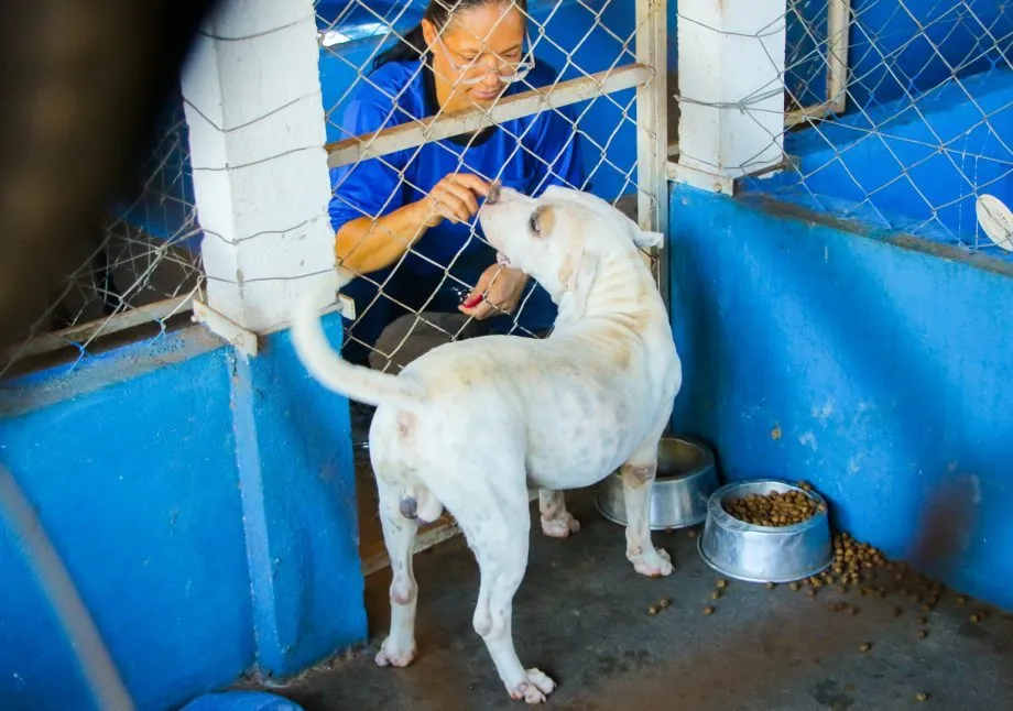À espera de uma família, cães resgatados estarão em feira de adoção neste sábado em Três Lagoas