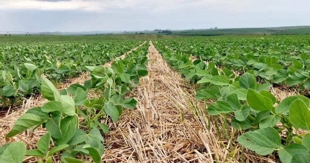 El Niño acende alerta para soja, milho, gado e eucalipto em Mato Grosso do Sul