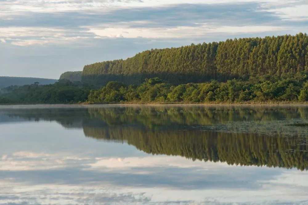 Arauco protege mais de 84 mil hectares de vegetação nativa em Mato Grosso do Sul e utiliza tecnologia, bioinsumos e monitoramento ambiental na gestão florestal. (Foto: Zig Koch)