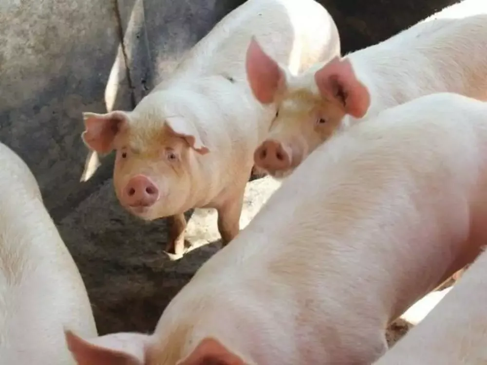 Acordo com China amplia mercado para carne suína e pode gerar mais de US$ 100 milhões