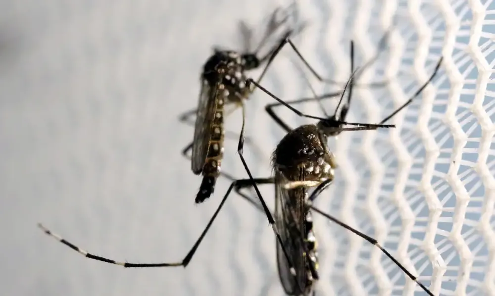 Aedes aegypti coloca 49% dos municípios pesquisados em alerta ou risco no Brasil