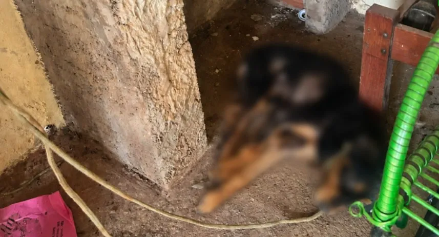 Prefeitura e Polícia Militar atuaram no resgate de cachorro após denúncia de maus-tratos no Jardim Itamarati, em Três Lagoas. (Foto:24h News MS)