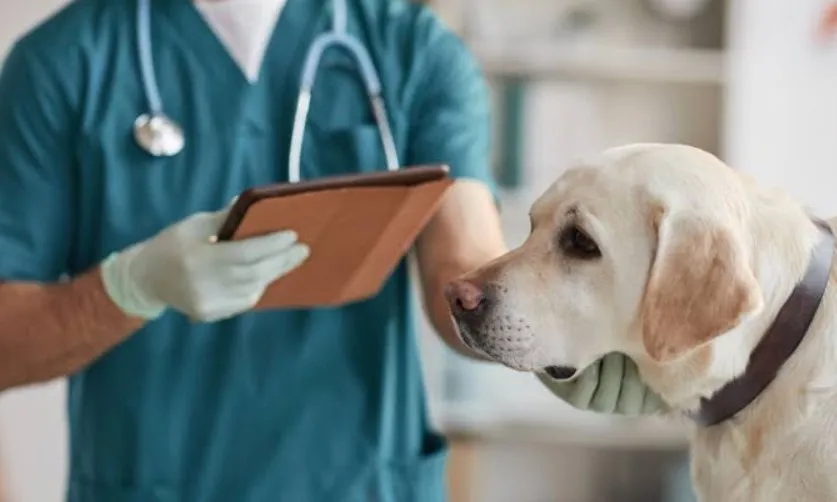 Prefeitura integra atendimento veterinário às ações do Consultório na Rua em Três Lagoas