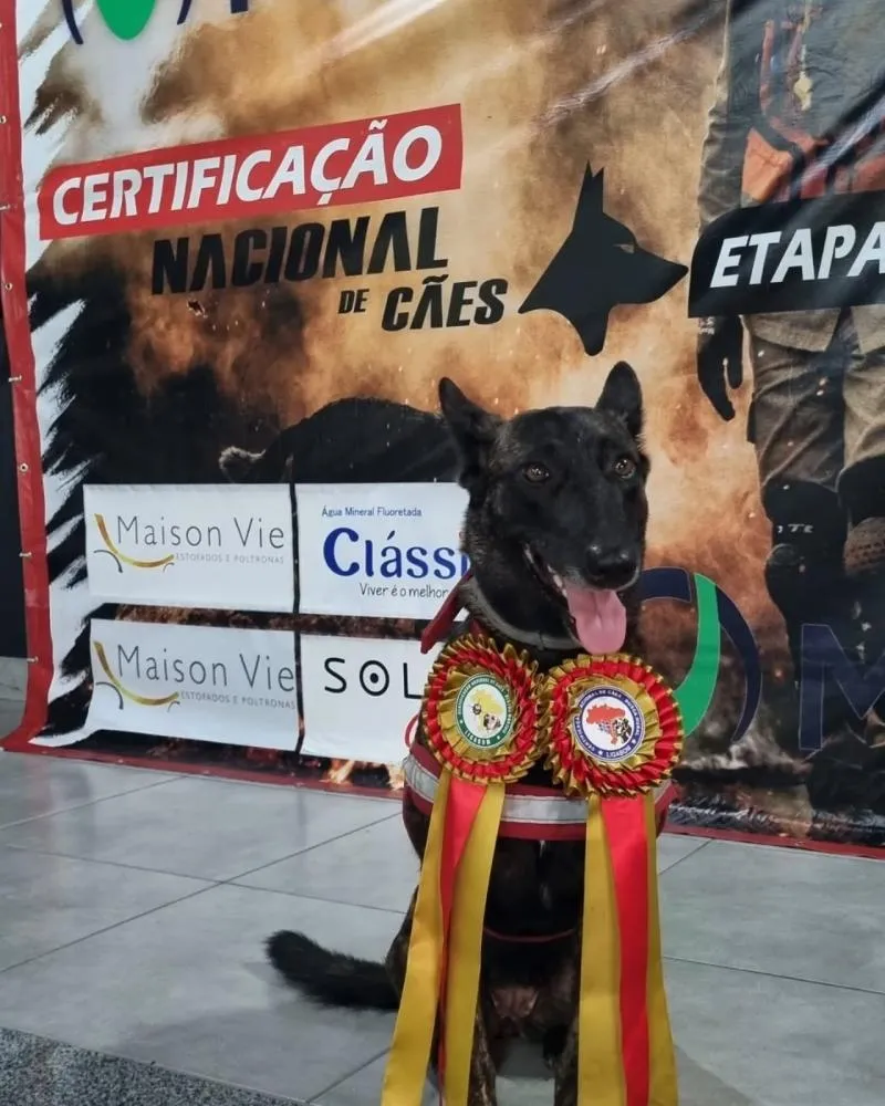 Com apenas 6 anos, Laika é destaque nacional nas operações de busca e salvamento do CBMMS (Foto: Divulgação / CBMMS)