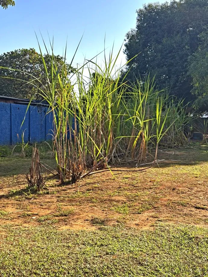 Usuários do Centro POP cultivam e colhem cana-de-açúcar como parte do tratamento paliativo contra a dependência química (Foto Prefeitura de Três Lagoas)