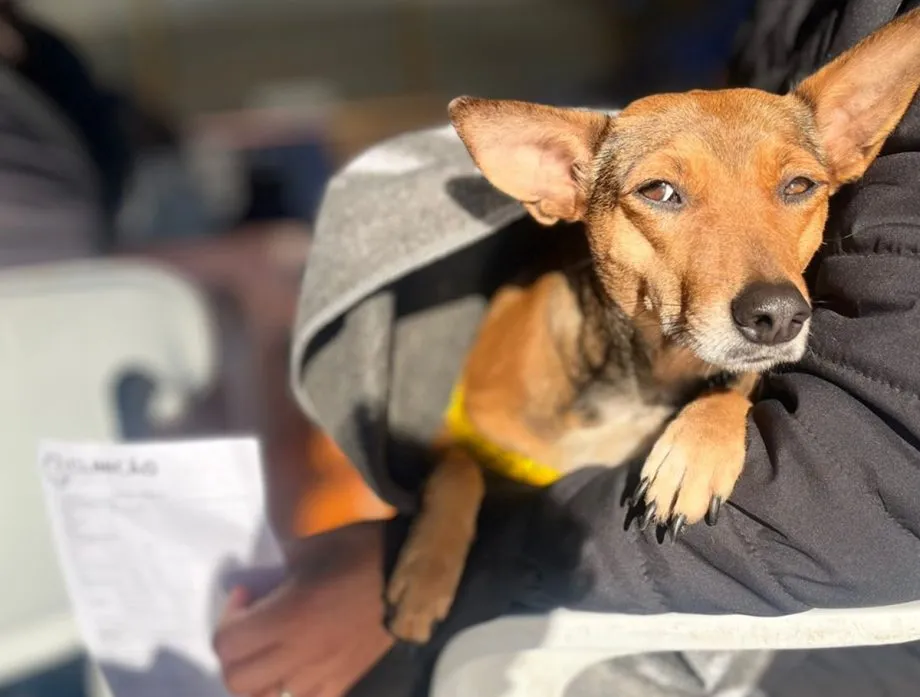 Três Lagoas será o ponto de partida da nova fase da Caravana da Castração, com foco na organização e no bem-estar animal (Foto - Prefeitura de Três Lagoas)
