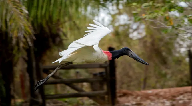 Fundtur MS promove ações de divulgação e capacitação sobre os destinos de natureza durante evento nacional em Campinas (Foto - @visitmsoficial)