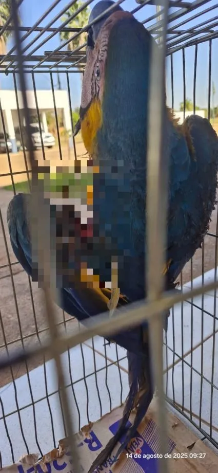 Arara-canindé resgatada em Três Lagoas após ser ferida por linha com cerol (Foto - Prefeitura de Três Lagoas)