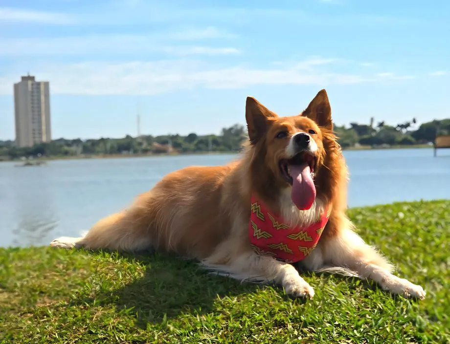 Evento 'A Rua é Nossa' terá programação especial com Pet Day na Lagoa Maior (Foto - Prefeitura de Três Lagoas)