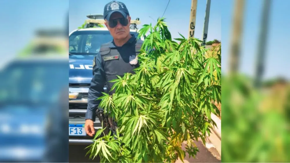 Pé de maconha de aproximadamente um metro foi apreendido pela equipe do sargento J Corrêa no Jardim Carandá (Foto: Divulgação)