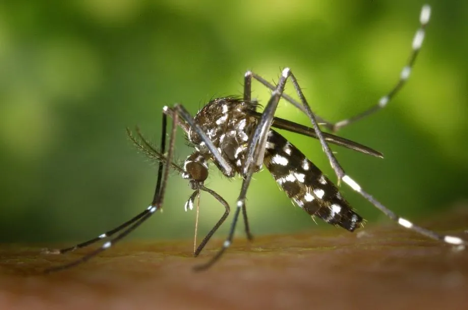 Prefeitura reforça ações de combate ao mosquito Aedes aegypti e alerta sobre o aumento de casos de dengue e chikungunya (Foto – Prefeitura de Três Lagoas)