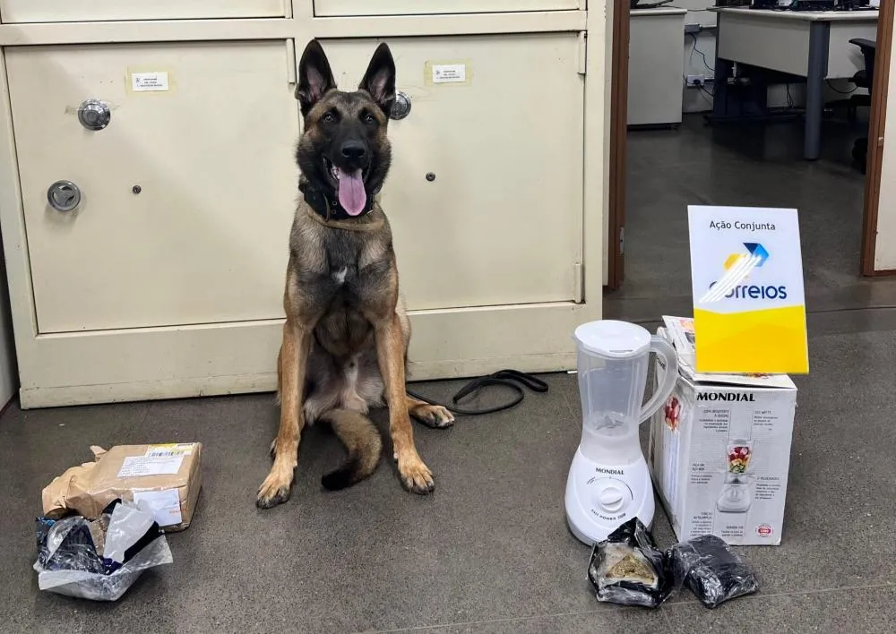 Polícia Civil apreende 918g de skunk indicados pelo cão K9-COLT em encomendas dos Correios. (Foto – 24h News MS)