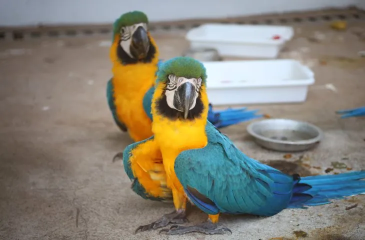 Governador Eduardo Riedel inaugura o Centro de Triagem de Animais Silvestres em Três Lagoas, reforçando ações ambientais e cuidado com a fauna (Foto - Governo de MS)