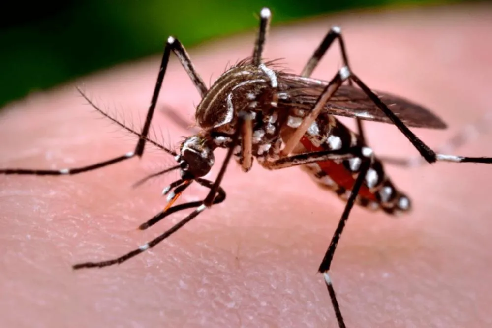 Prefeitura reforça alerta contra dengue e orienta população sobre cuidados essenciais (Foto - Prefeitura de Três Lagoas)